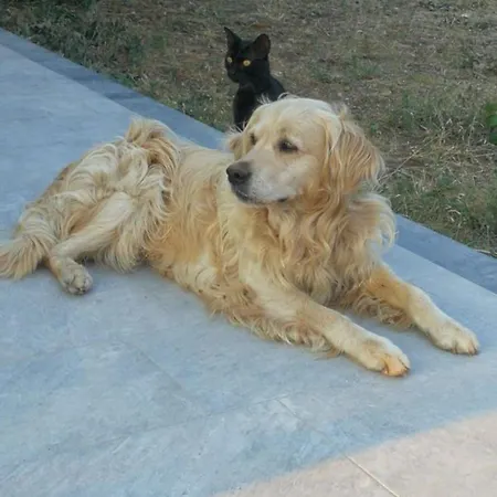La Casa Di 8 Pet-friendly Tatil Evi *